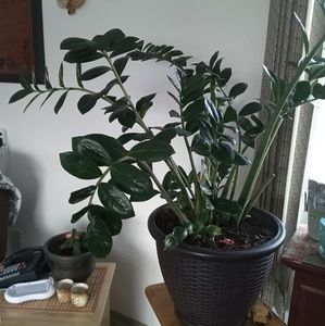 Meet your Posher, Martha